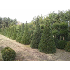 Тис ягідний ТОПІАР Конус | Taxus Baccata Topiar Cone | Тис ягодный ТОПИАР Конус