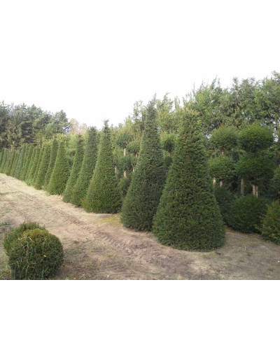 Тис ягідний ТОПІАР Конус | Taxus Baccata Topiar Cone | Тис ягодный ТОПИАР Конус