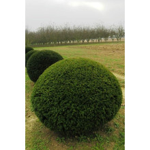 Тис ягідний ТОПІАР Куля | Taxus Baccata Topiar Ball | English Yew Topiary Ball