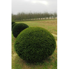 Тис ягідний ТОПІАР Куля | Taxus Baccata Topiar Ball | English Yew Topiary Ball