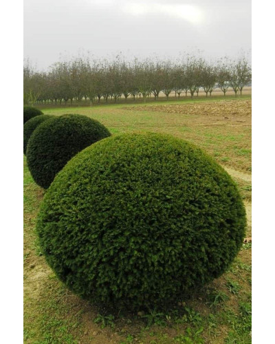 Тис ягідний ТОПІАР Куля | Taxus Baccata Topiar Ball | English Yew Topiary Ball