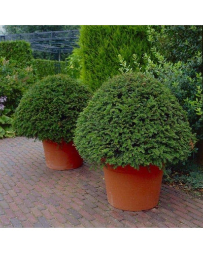 Тис ягідний ТОПІАР Куля | Taxus Baccata Topiar Ball | English Yew Topiary Ball