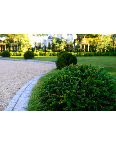 Тис ягідний ТОПІАР Куля | Taxus Baccata Topiar Ball | English Yew Topiary Ball