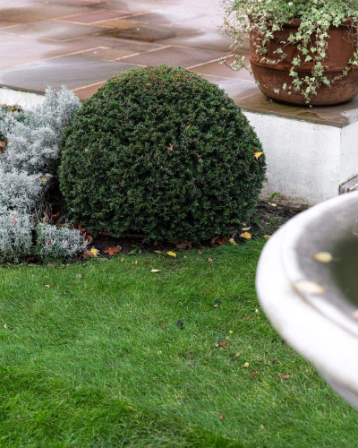 Тис ягідний ТОПІАР Куля | Taxus Baccata Topiar Ball | English Yew Topiary Ball