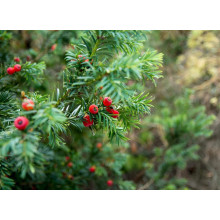 Тис ягідний ТОПІАР Куля | Taxus Baccata Topiar Ball | English Yew Topiary Ball