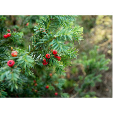 Тис ягідний ТОПІАР Куля | Taxus Baccata Topiar Ball | English Yew Topiary Ball