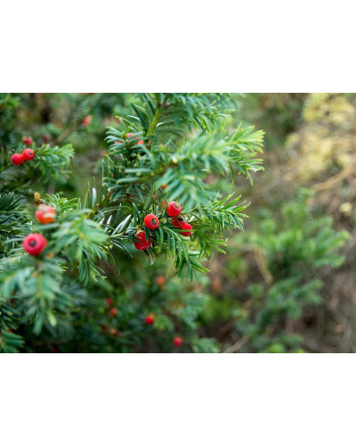 Тис ягідний ТОПІАР Куля | Taxus Baccata Topiar Ball | English Yew Topiary Ball