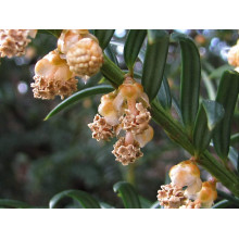 Тис ягідний ТОПІАР Куля | Taxus Baccata Topiar Ball | English Yew Topiary Ball
