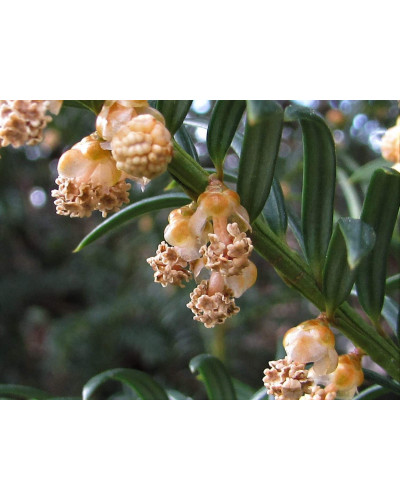 Тис ягідний ТОПІАР Куля | Taxus Baccata Topiar Ball | English Yew Topiary Ball