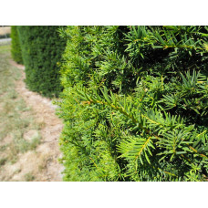 Тис ягідний ТОПІАР Куля | Taxus Baccata Topiar Ball | English Yew Topiary Ball