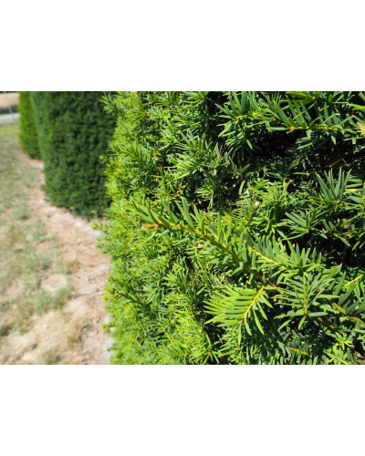 Тис ягідний ТОПІАР Куля | Taxus Baccata Topiar Ball | English Yew Topiary Ball