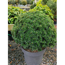 Тис ягідний ТОПІАР Куля | Taxus Baccata Topiar Ball | English Yew Topiary Ball