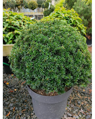 Тис ягідний ТОПІАР Куля | Taxus Baccata Topiar Ball | English Yew Topiary Ball