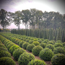 Тис ягідний ТОПІАР Куля | Taxus Baccata Topiar Ball | English Yew Topiary Ball