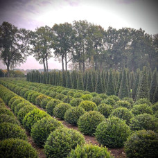 Тис ягідний ТОПІАР Куля | Taxus Baccata Topiar Ball | English Yew Topiary Ball