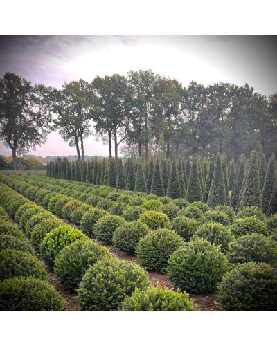Тис ягідний ТОПІАР Куля | Taxus Baccata Topiar Ball | English Yew Topiary Ball