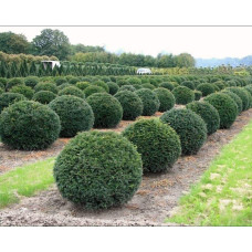 Тис ягідний ТОПІАР Куля | Taxus Baccata Topiar Ball | English Yew Topiary Ball