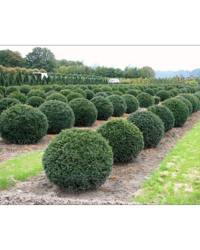 Тис ягідний ТОПІАР Куля | Taxus Baccata Topiar Ball | English Yew Topiary Ball