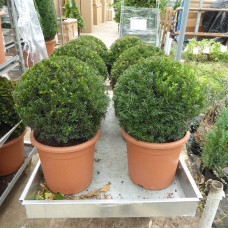 Тис ягідний ТОПІАР Куля | Taxus Baccata Topiar Ball | English Yew Topiary Ball