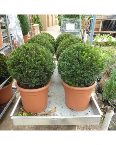 Тис ягідний ТОПІАР Куля | Taxus Baccata Topiar Ball | English Yew Topiary Ball