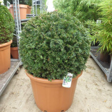 Тис ягідний ТОПІАР Куля | Taxus Baccata Topiar Ball | English Yew Topiary Ball