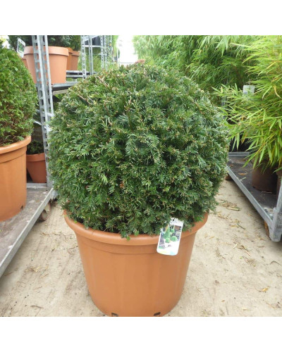 Тис ягідний ТОПІАР Куля | Taxus Baccata Topiar Ball | English Yew Topiary Ball