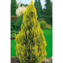 Туя західна `Голден Брабант` | Thuja occidentalis `Golden Brabant` | Туя западная `Голден Брабант`