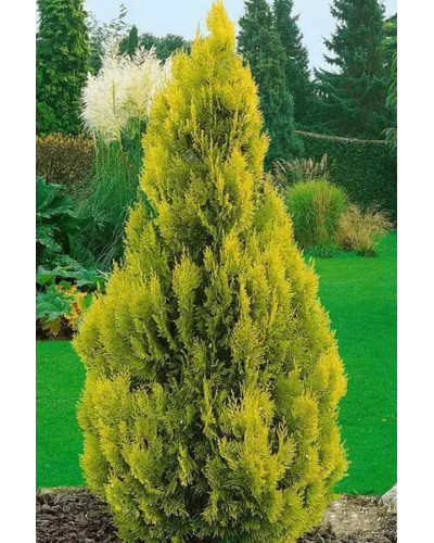 Туя західна `Голден Брабант` | Thuja occidentalis `Golden Brabant` | Туя западная `Голден Брабант`