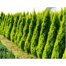 Туя західна `Голден Брабант` | Thuja occidentalis `Golden Brabant` | Туя западная `Голден Брабант`