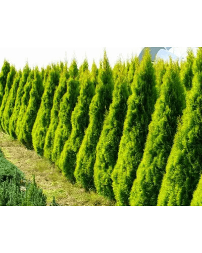 Туя західна `Голден Брабант` | Thuja occidentalis `Golden Brabant` | Туя западная `Голден Брабант`