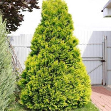 Туя західна `Голден Брабант` | Thuja occidentalis `Golden Brabant` | Туя западная `Голден Брабант`
