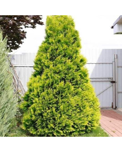 Туя західна `Голден Брабант` | Thuja occidentalis `Golden Brabant` | Туя западная `Голден Брабант`