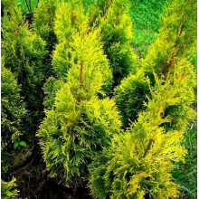 Туя західна `Голден Брабант` | Thuja occidentalis `Golden Brabant` | Туя западная `Голден Брабант`