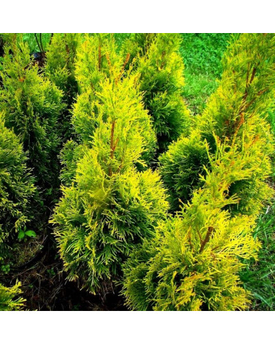 Туя західна `Голден Брабант` | Thuja occidentalis `Golden Brabant` | Туя западная `Голден Брабант`