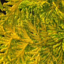 Туя західна `Голден Брабант` | Thuja occidentalis `Golden Brabant` | Туя западная `Голден Брабант`