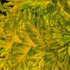 Туя західна `Голден Брабант` | Thuja occidentalis `Golden Brabant` | Туя западная `Голден Брабант`