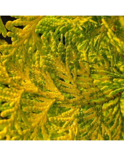 Туя західна `Голден Брабант` | Thuja occidentalis `Golden Brabant` | Туя западная `Голден Брабант`
