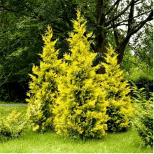 Туя західна `Голден Брабант` | Thuja occidentalis `Golden Brabant` | Туя западная `Голден Брабант`