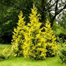 Туя західна `Голден Брабант` | Thuja occidentalis `Golden Brabant` | Туя западная `Голден Брабант`
