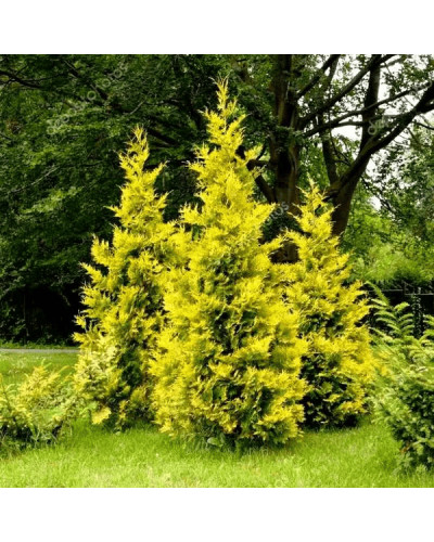 Туя західна `Голден Брабант` | Thuja occidentalis `Golden Brabant` | Туя западная `Голден Брабант`