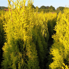 Туя західна `Голден Брабант` | Thuja occidentalis `Golden Brabant` | Туя западная `Голден Брабант`