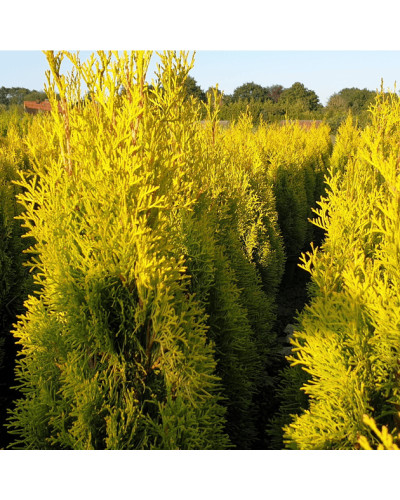 Туя західна `Голден Брабант` | Thuja occidentalis `Golden Brabant` | Туя западная `Голден Брабант`