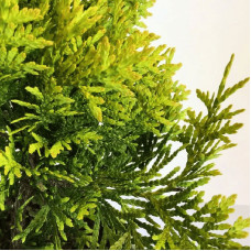 Туя західна `Голден Брабант` | Thuja occidentalis `Golden Brabant` | Туя западная `Голден Брабант`