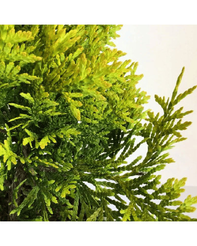 Туя західна `Голден Брабант` | Thuja occidentalis `Golden Brabant` | Туя западная `Голден Брабант`