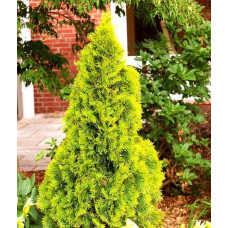 Туя західна `Голден Брабант` | Thuja occidentalis `Golden Brabant` | Туя западная `Голден Брабант`
