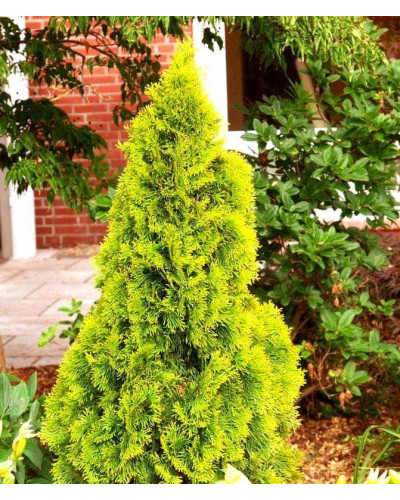 Туя західна `Голден Брабант` | Thuja occidentalis `Golden Brabant` | Туя западная `Голден Брабант`