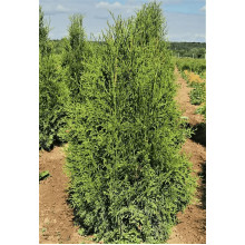Туя західна Веймар|Thuja occidentalis ’Weimar’|Туя западная Веймар
