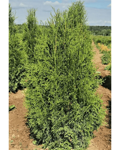 Туя західна Веймар|Thuja occidentalis ’Weimar’|Туя западная Веймар