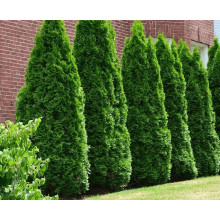 Туя західна Веймар|Thuja occidentalis ’Weimar’|Туя западная Веймар
