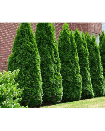 Туя західна Веймар|Thuja occidentalis ’Weimar’|Туя западная Веймар